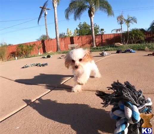 PuppyAvenue Picture 2